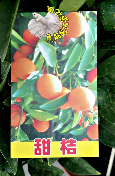 [大甜桔盆栽 日本甜桔樹 果變黃可以連皮吃] 6-8吋多年生活體果樹盆栽 室外植物~ 天氣冷果實多. 天氣熱果實會少很多