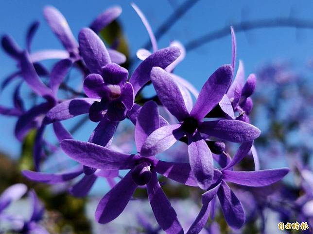 超夢幻紫爆 埔里錫葉藤提早盛開紫色花廊好浪漫 自由電子報 Line Today