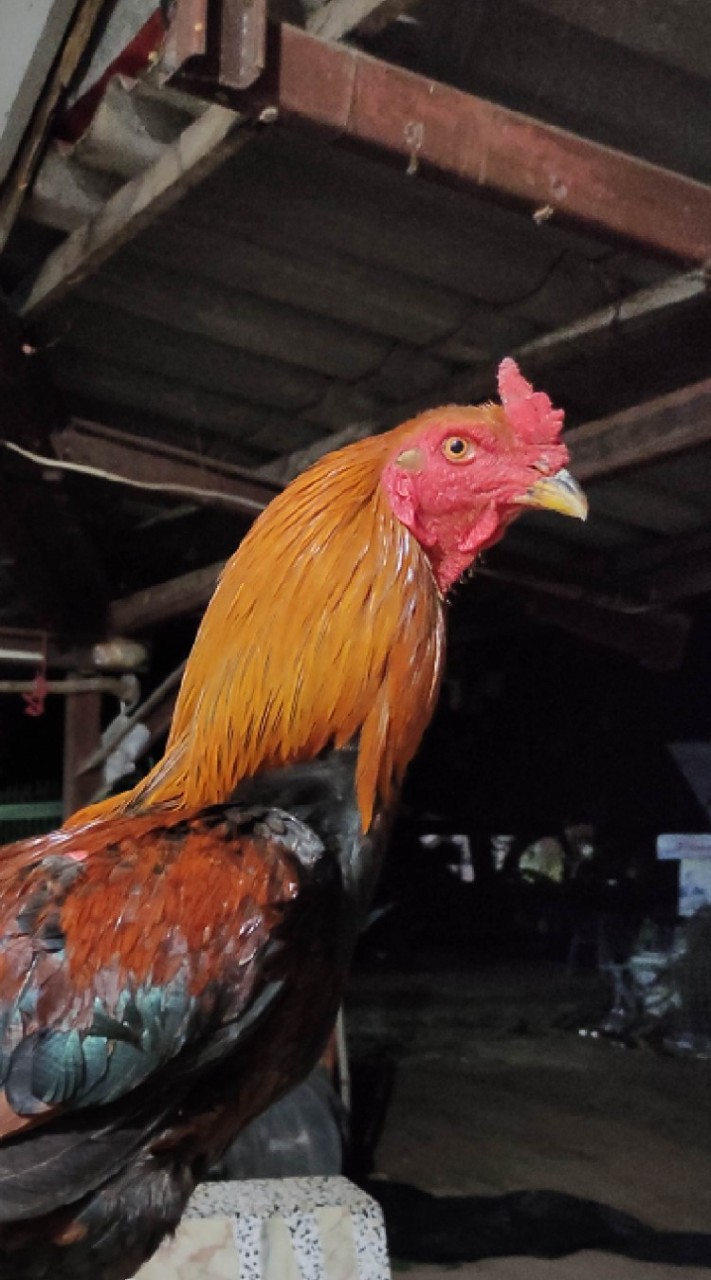 ไก่ชนสายเลือดมังกรเงินล้าน 100%