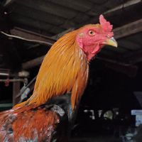 ไก่ชนสายเลือดมังกรเงินล้าน 100%