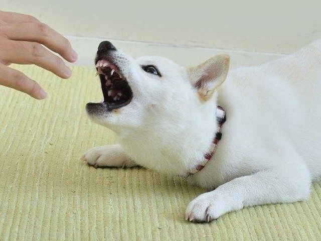 ギフ_包装 犬に噛まれてボロボロで原型止めてません cinemusic.net