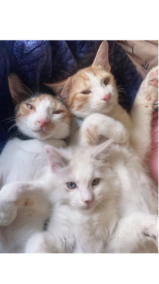 妞力比🐱🐶貪吃團購