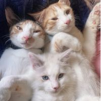 妞力比🐱🐶貪吃團購