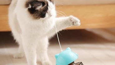 養貓必備質感好物推薦！貓砂盆、貓抓板也可以成為居家裝飾品！