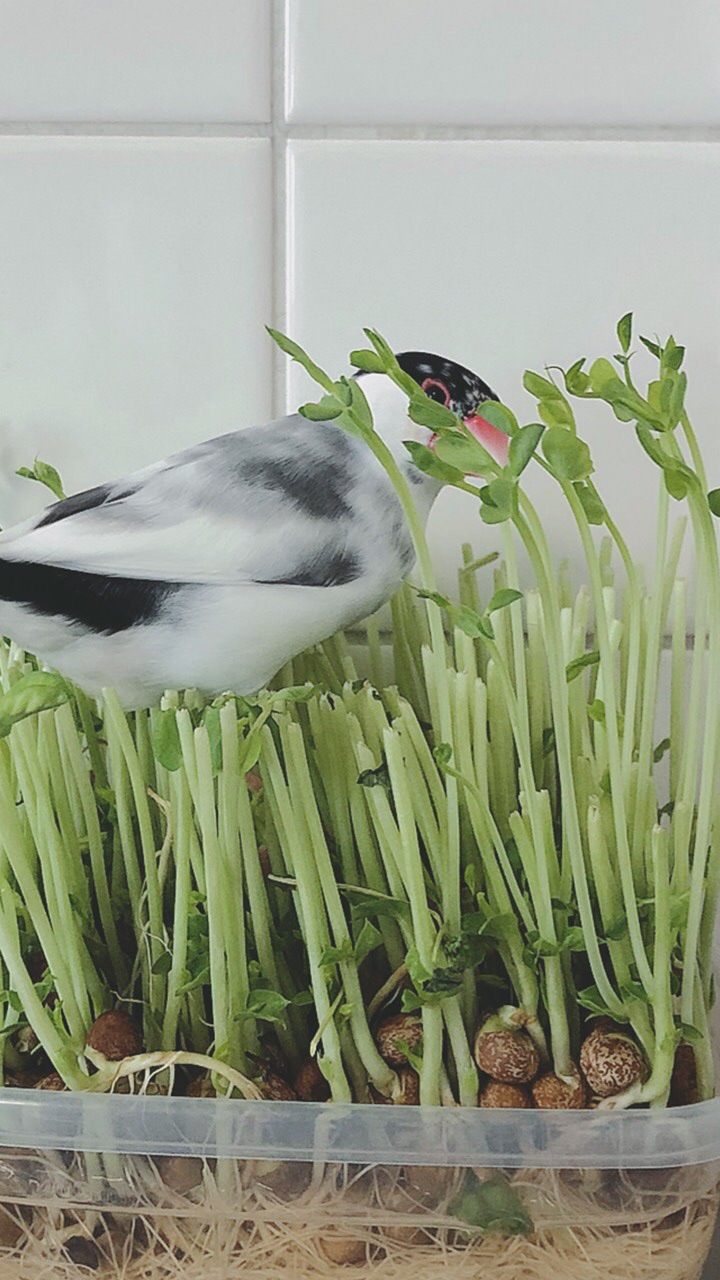 文鳥写真のオープンチャット