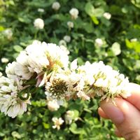吹奏楽部っ！の会！！！