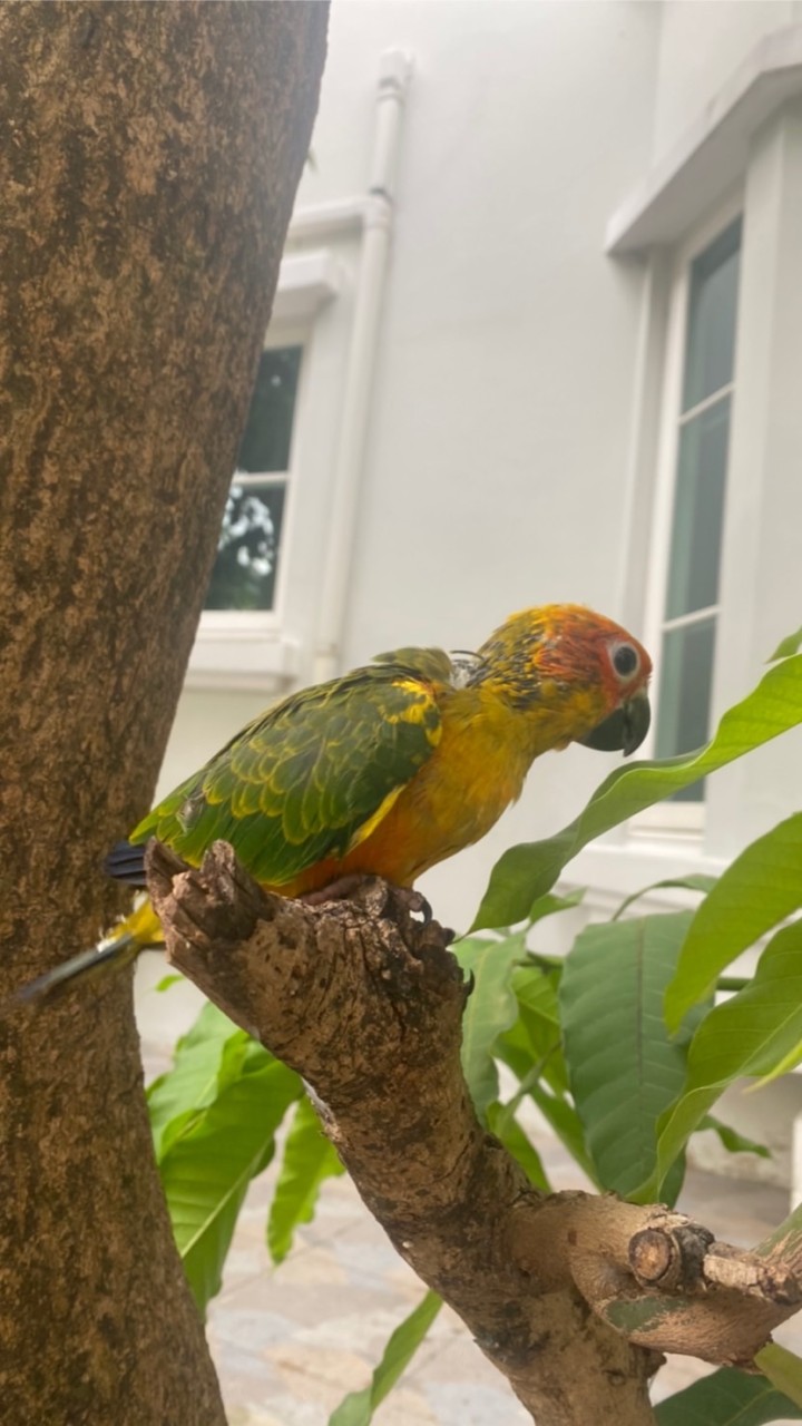 คนรัก Lovebird