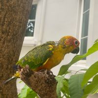 คนรัก Lovebird