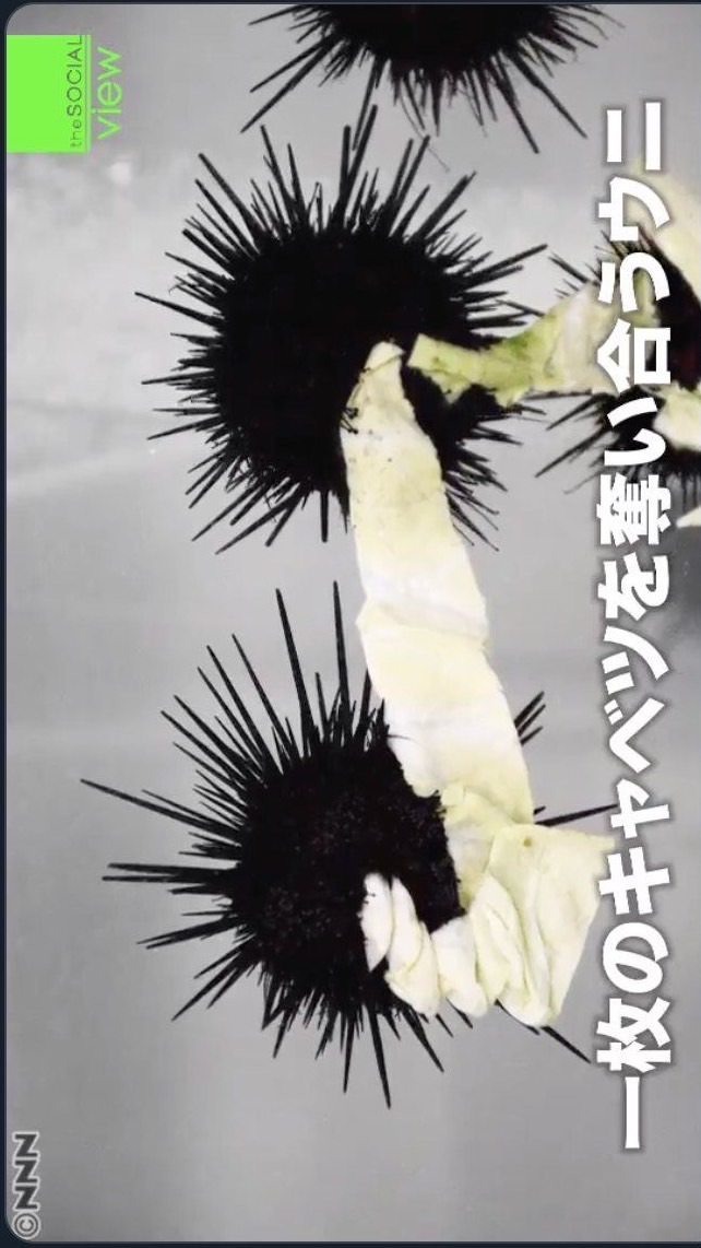 ウニがキャベツを奪い合っています。声劇と歌枠をしましょう。