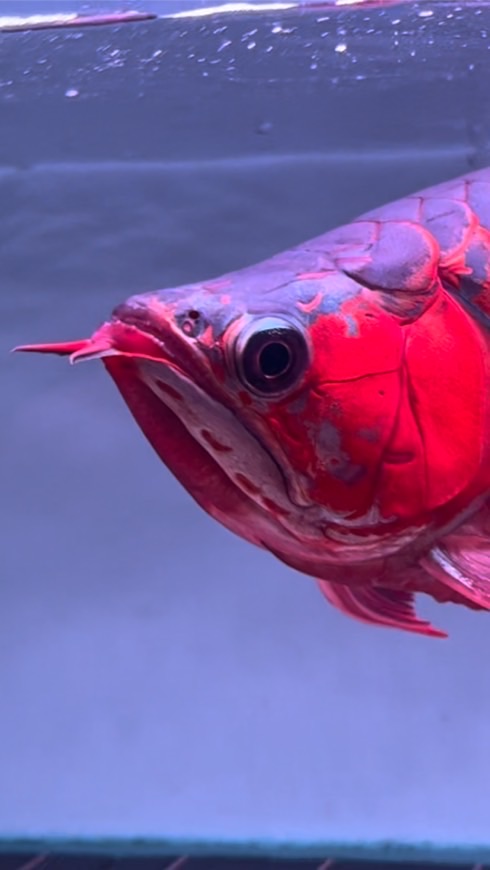 MH銘海龍魚特區