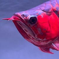 MH銘海龍魚特區