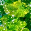 ☷╶結婚しましょう╶☰【全也ハント】