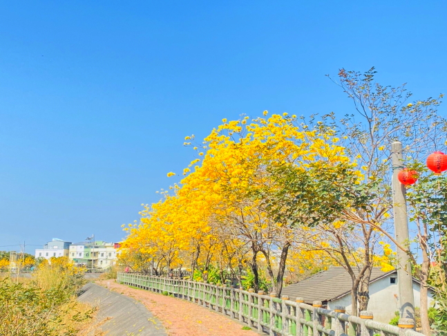 溫磘宮黃花風鈴木,雲林斗南將軍崙溫磘宮,雲林斗南黃花風鈴木秘境,雲林黃花風鈴木