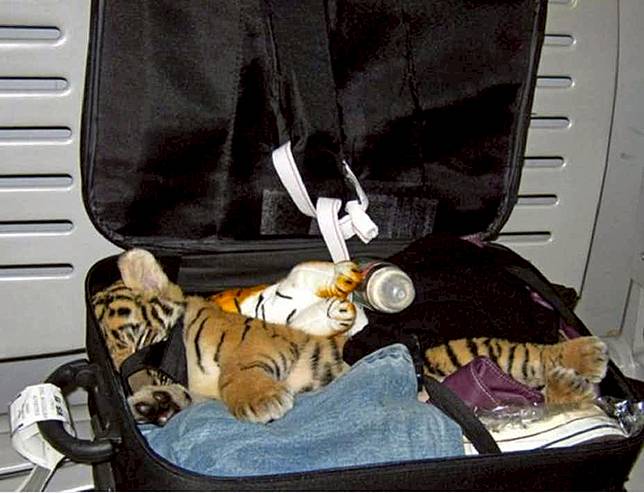 Ini 8 Barang Paling Mengerikan yang Ditemukan Petugas Bandara, Ada Mayat Hingga Bola Mata!