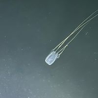 なんでもあり‼️