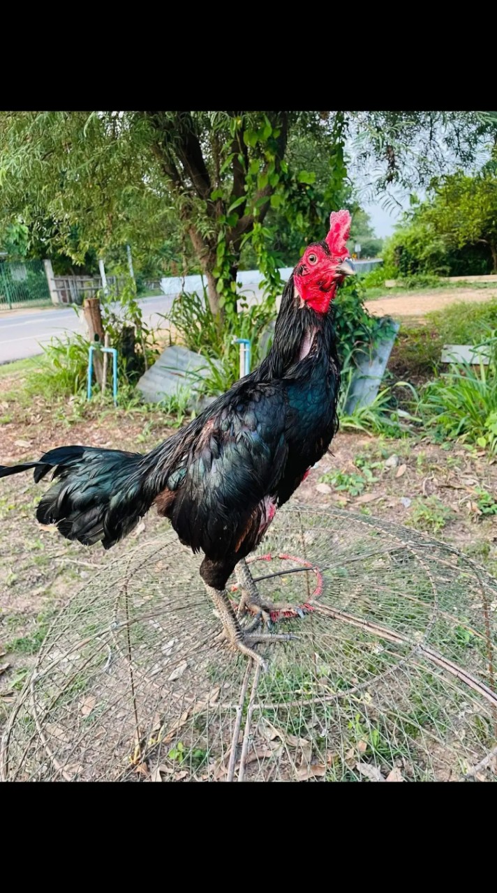 ซุ้ม อนุกฤษ ไก่ชน