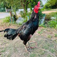 ซุ้ม อนุกฤษ ไก่ชน