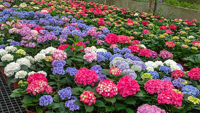 圖片提供/桃園市政府農業局