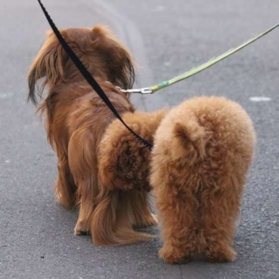 犬の肛門腺はお手入れが必要って知ってた いぬのきもちnews