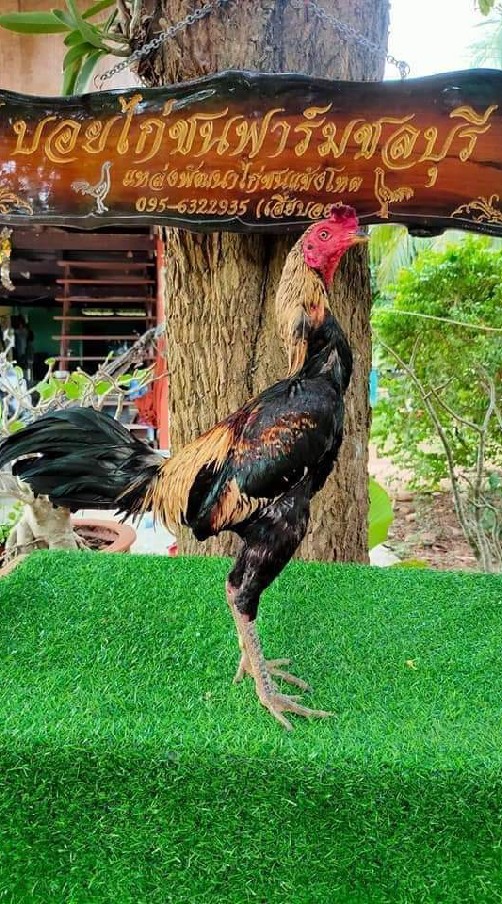 บอยไก่ชน ฟาร์ม