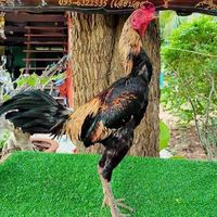 บอยไก่ชน ฟาร์ม