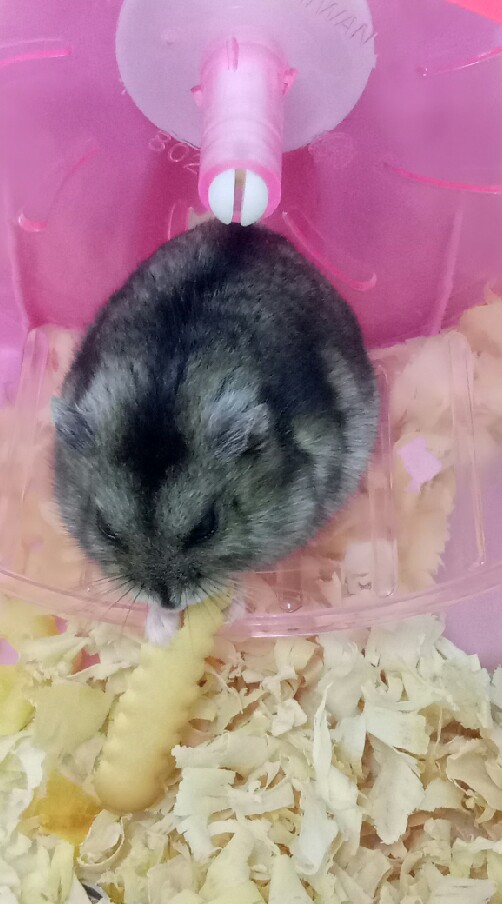 寵物宅宅(♥ω♥ ) ~♪