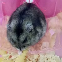 寵物宅宅(♥ω♥ ) ~♪