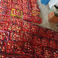🍓小葵家鮮菓超市🍓泰國金枕頭開始啦！！