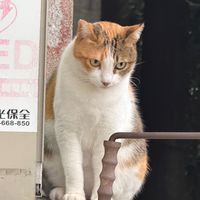 中女校貓小花