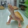黃金龜培育中心粉絲群