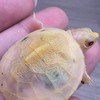 黃金龜培育中心粉絲群
