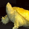黃金龜培育中心粉絲群