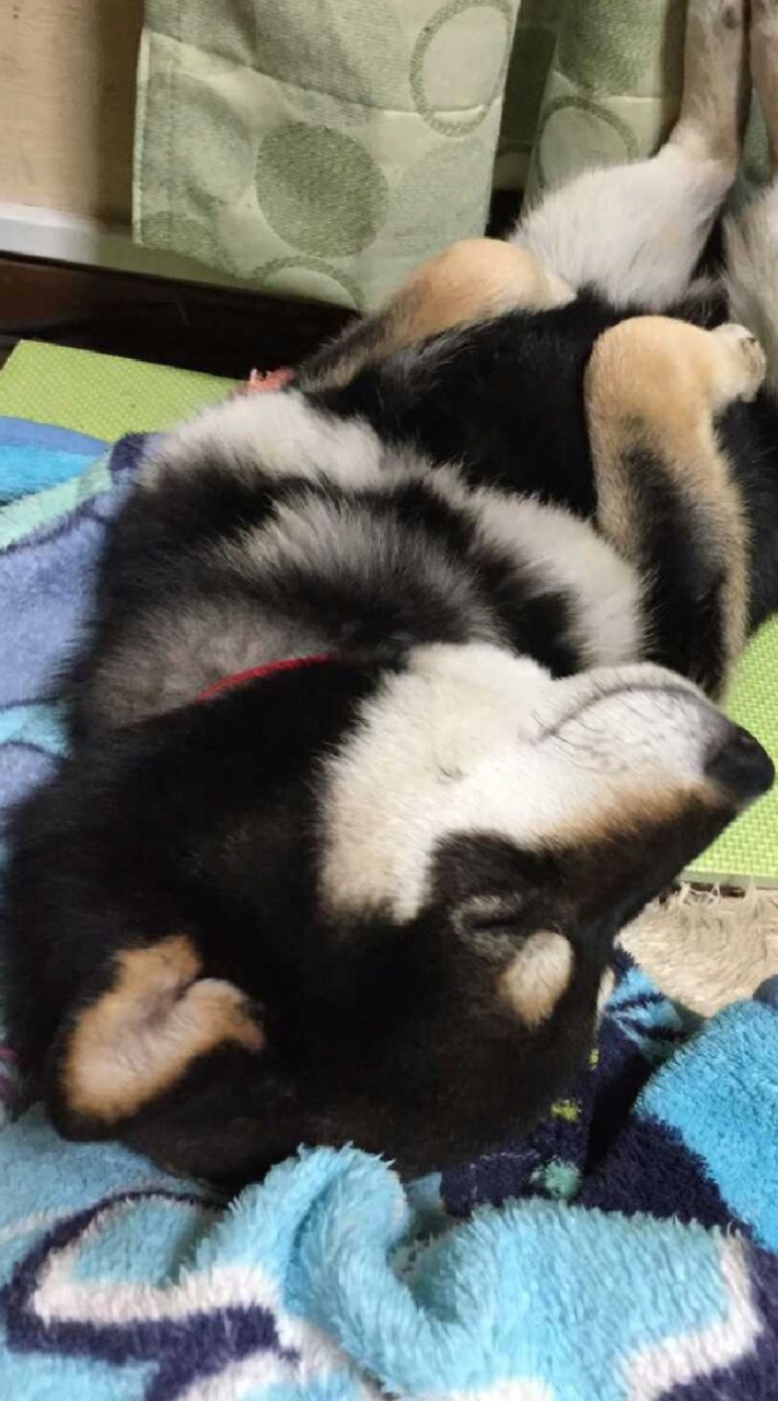 兵庫県柴犬同好会！