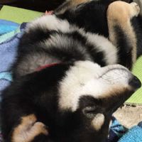 兵庫県柴犬同好会！