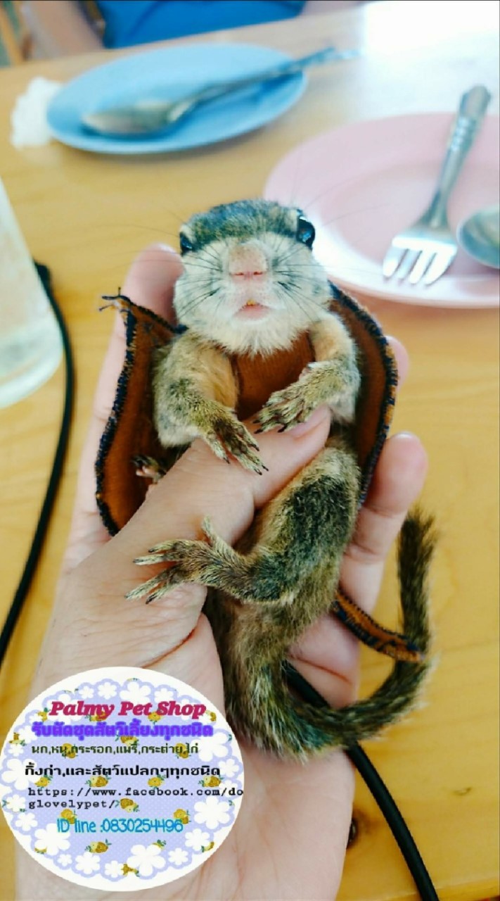 อนุบาลกระรอกน้อยฟันส้ม