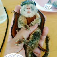 อนุบาลกระรอกน้อยฟันส้ม