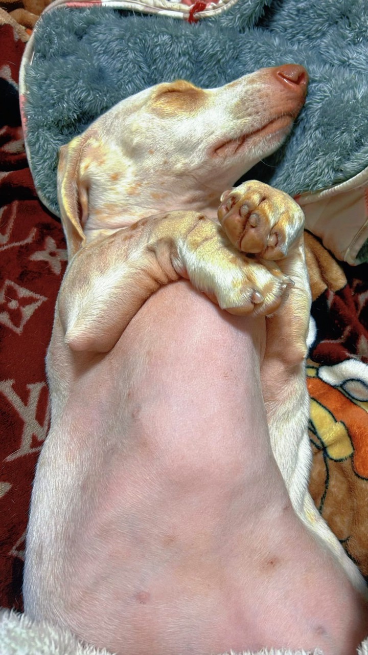 🇹🇼聞嗅墊/ 玩具換換樂🐶