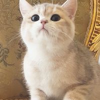 NEKO CASA