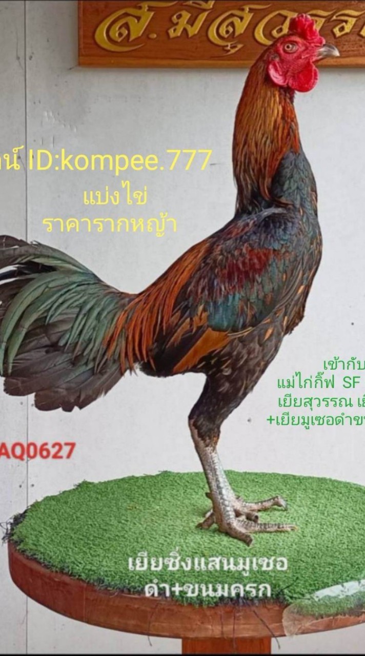 แสนมูเซอดำ1