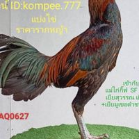 แสนมูเซอดำ1