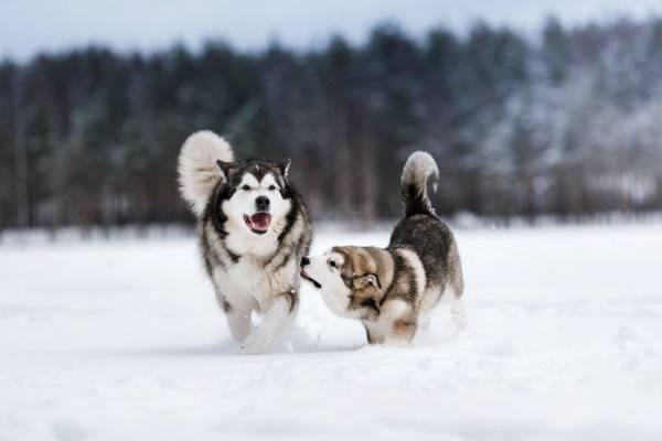 Mengenal 7 Fakta Alaskan Malamute Sering Salah Dikira Siberian Husky