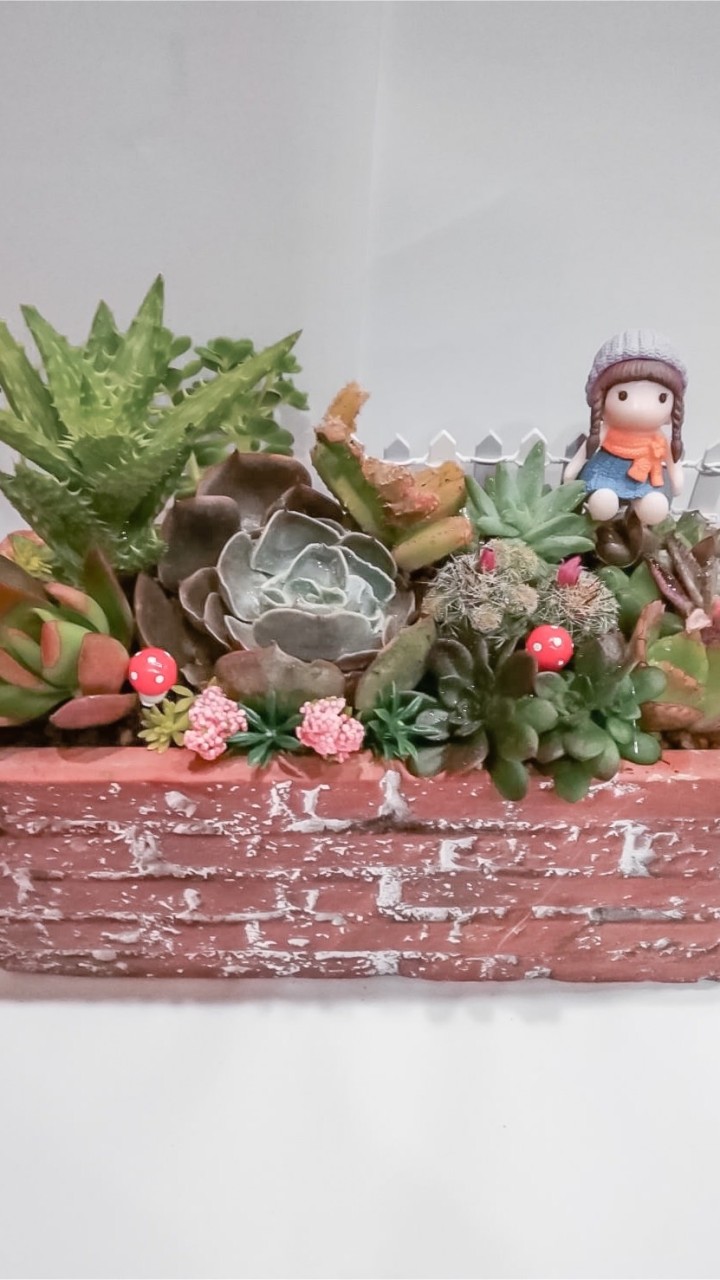 🌱candy療癒系多肉植物工坊
