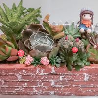 🌱candy療癒系多肉植物工坊
