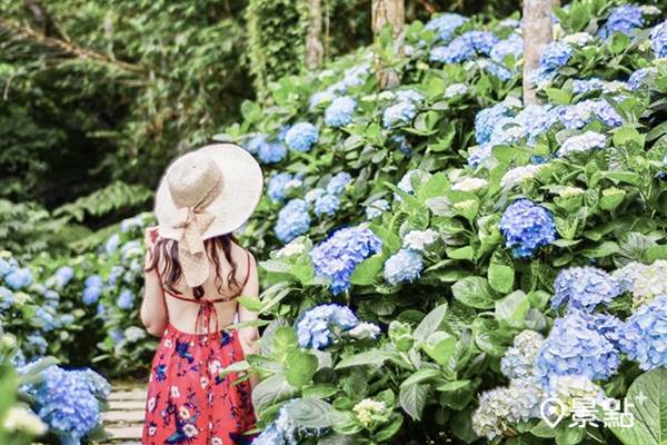 1 5公里絕美繡球花海小徑 600株藍色花球盛開仙氣爆棚 景點家 Line Today