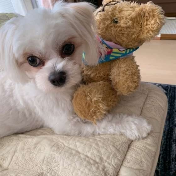 犬の性ホルモンについて解説