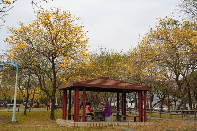 2023廍子公園黃花風鈴木花況,台中最美的黃金公園,廍子公園黃花風鈴木,廍子公園黃花風鈴木花況