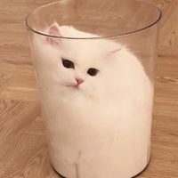 喇賽群