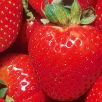 สีแดงแรงริด🍅