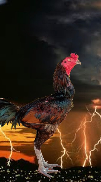 ขายไก่ทุกสายพันธุ์