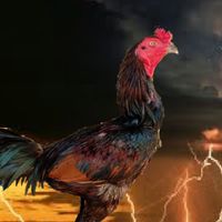 ขายไก่ทุกสายพันธุ์
